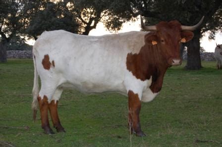 Raza Bovina Berrenda En Colorado