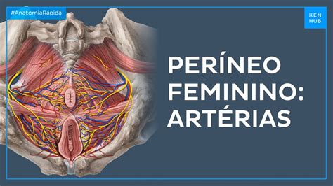 Anatomia Feminina