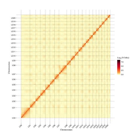 Hi C Based Genome Assembly