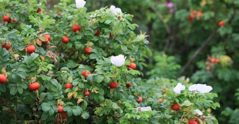 Весенняя пересадка шиповника: сроки, преимущества, полная инструкция