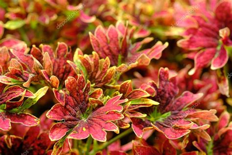 Coleus Scutellarioides Miana O Coleus Es Una Especie De Planta