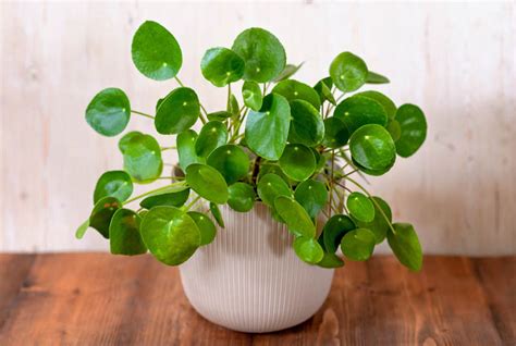 Chinese Money Plant (Pilea peperomioides): All You Need To Know