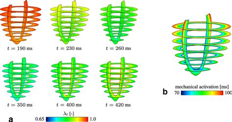 Demonstration of aλf distributions at different times in the cycle and ...