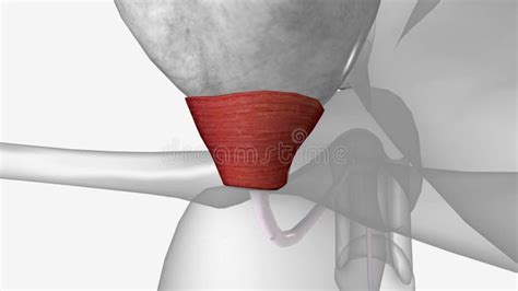 Urinary System, External Urethral Sphincter Stock Footage - Video of ...