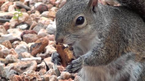 Squirrel Eating Chocolate Chip Cookie Youtube