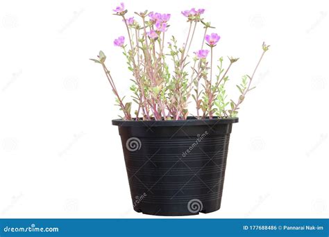 Flores De Portulaca Cor De Rosa Florescem Em Vaso Isoladas Em Fundo