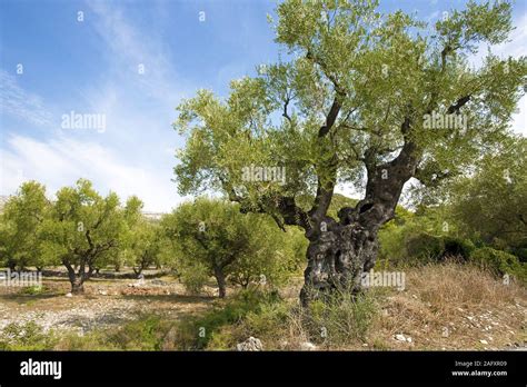 Old Knobby Olive Tree Olive Tree Olea Europaea At Limni Keriou