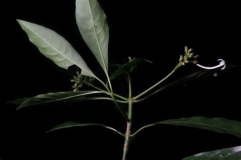 Psychotria L. | Plants of the World Online | Kew Science