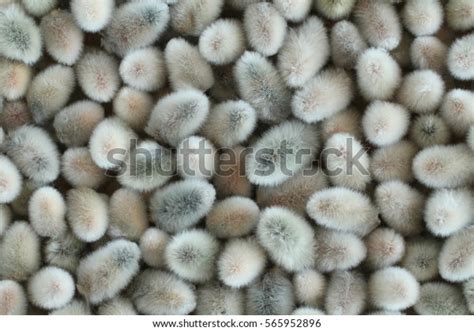 Expanded Buds Pussy Willow Closeup Background Stock Photo