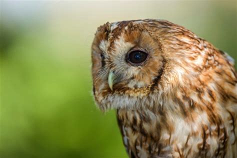 Tawny owl survives 300-mile journey clinging on to train - Countryfile.com