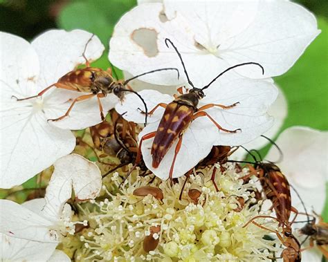 Banded Longhorned Beetles On Hydrangea Photograph By Douglas Barnett