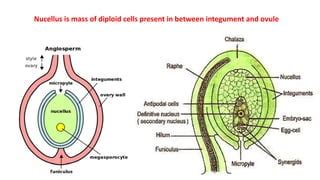 Nucellus Culture Ppt