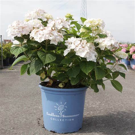 Hortensia Macrophylla Endless Summer The Bride Hydrangea Fleurs