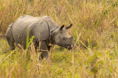 Good News Get Ready To Safari As Kaziranga National Park And Tiger