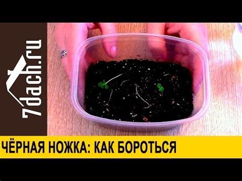 (104) Черная ножка на рассаде: как бороться - 7 дач - YouTube | Дача ...