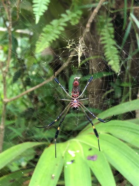 Spiders of Costa Rica - Tropical Ecology