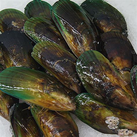 Nz Mussels 670kg 10 Kg Box Seafood Warehouse