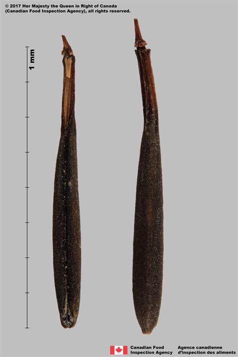Anthriscus sylvestris (L.) Hoffm. - idseed
