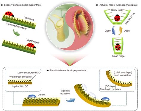 Hot Paper Carnivorous Plants Inspired Shape Morphing Slippery Surfaces