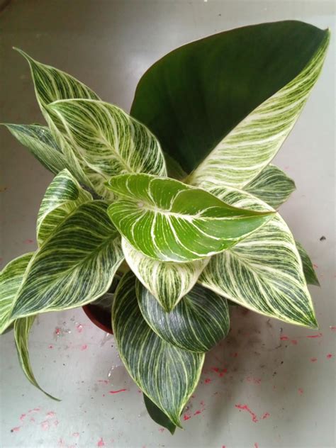 Mother Plant Philodendron Birkin Albo White Variegated Half Moon Bushy