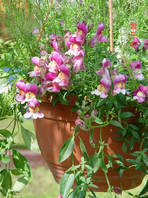 Львиный Зев Сорта С Фото И Названиями – Telegraph