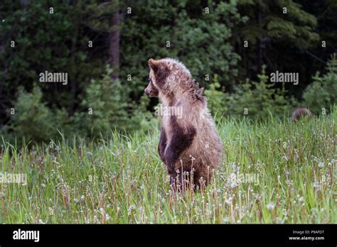 Grizzly Bear Cub Ursus Arctos Horribilis Cute Grizzly Cub Standing