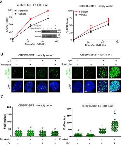 Sirtuin Mediated Deacetylation Of Xpa Dna Repair Protein Enhances Its