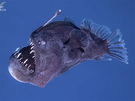 Черный дьявол на побережье Тенерифе: joe_alex — LiveJournal