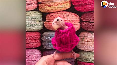 Naked Bird Rhea S Sweater Collection The Dodo YouTube