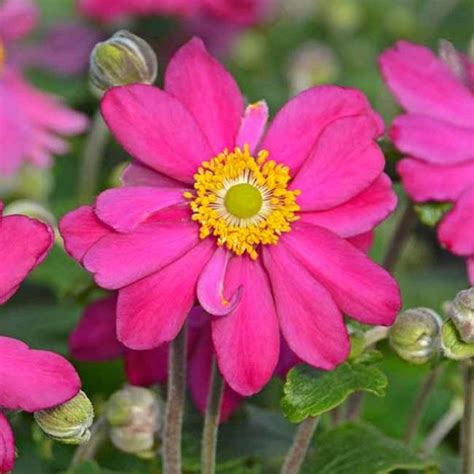 Anemone Hot Pink Shop Online Midland Horticulture Trees Shrubs Flaxes Natives