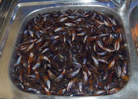 muscheln mit weisswein und sahne koch wiki