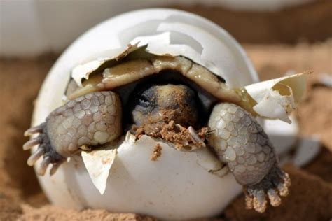 Links Naked Capitalism Blog Nidoproject