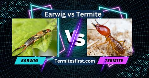 Earwig Vs Termite Spot The Difference Easily