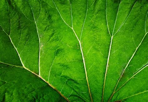 Venas Del Fondo De La Gran Hoja Verde Foto Premium