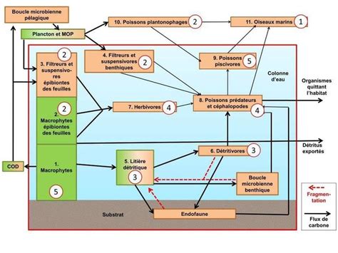 Mod Le Conceptuel De Fonctionnement D Un Cosyst Me Th Orique Avec