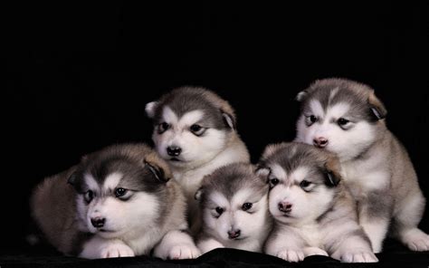 Alaskan Malamute Puppy Wallpapers - Top Free Alaskan Malamute Puppy Backgrounds - WallpaperAccess