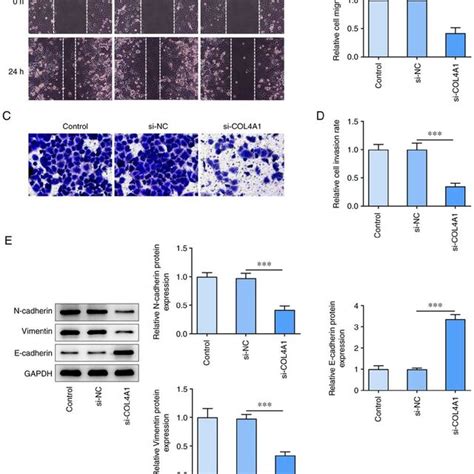 cola silencing inhibits migration invasion  expression
