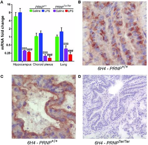 PRNP expression and cellular distribution of PrP C. (a) Comparison of ...
