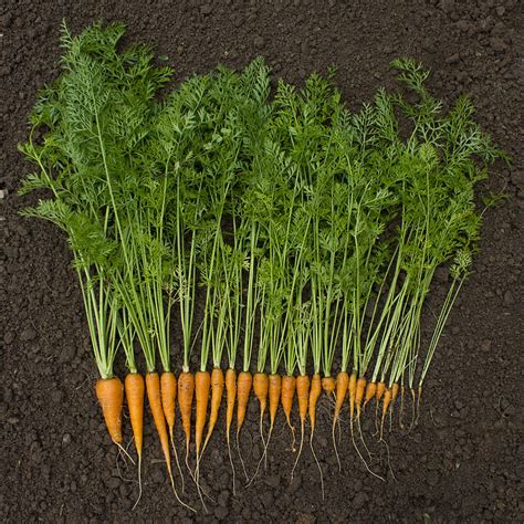 Malinalli · Herbolaria Médica Zanahoria Carrot · Daucus Carota