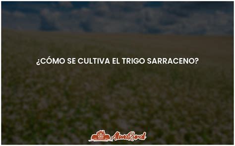 Gu A Para Cultivar Trigo Sarraceno Paso A Paso Y Consejos Almarural