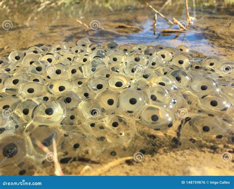 Frog Eggs From The Common Frog, Rana Temporaria Stock Photography ...