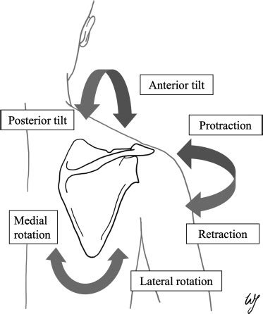 Scapular Dyskinesis After Treatment Of Proximal Humerus Fracture A