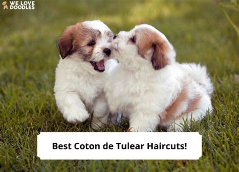 10 Best Coton de Tulear Haircuts – With Pictures!