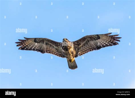 Common Buzzard (Buteo buteo) flying in Autumn in Arundel, West Sussex ...