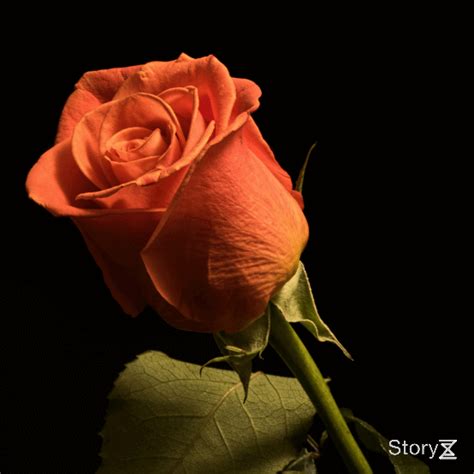 Цветы : r/viaflor_ukraine