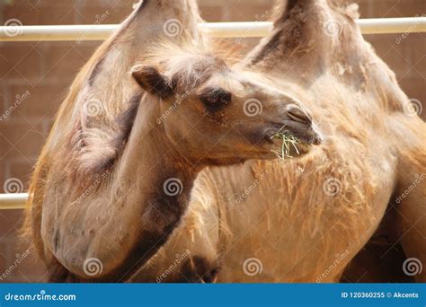 Close Up Bactrian Two Hump Camel With Shedding Coat Hair Chewing Grass