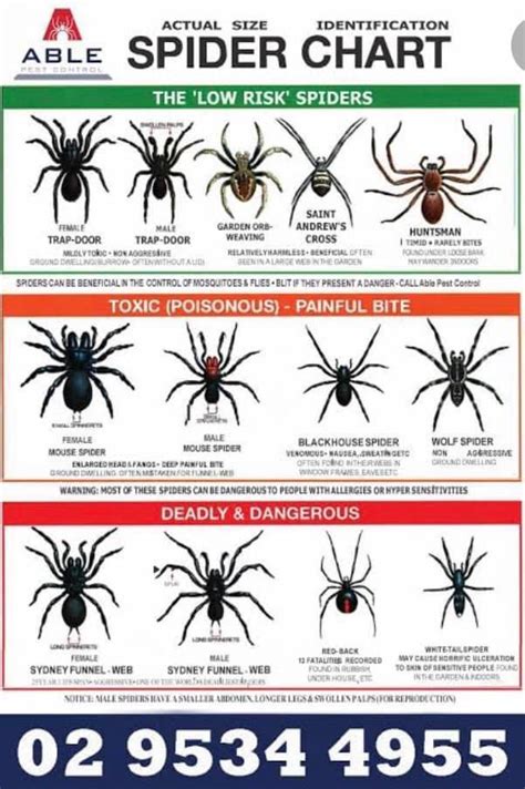 Dangerous Australian Spiders