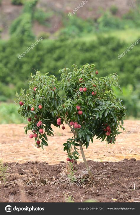 Fresh Lichi Tree Lichi Orchard — Stock Photo © Yayimages 261434708