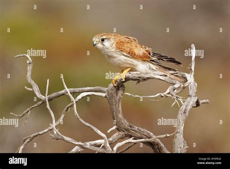 Nankeen Kestrel Falco Cenchroides Also Australian Kestrel Bird