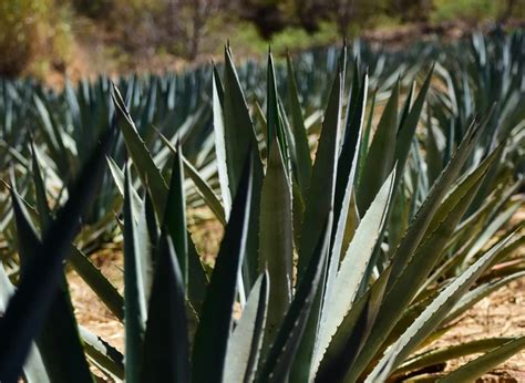 Destilado de agave la bebida más emblemática de México Revista Quixe